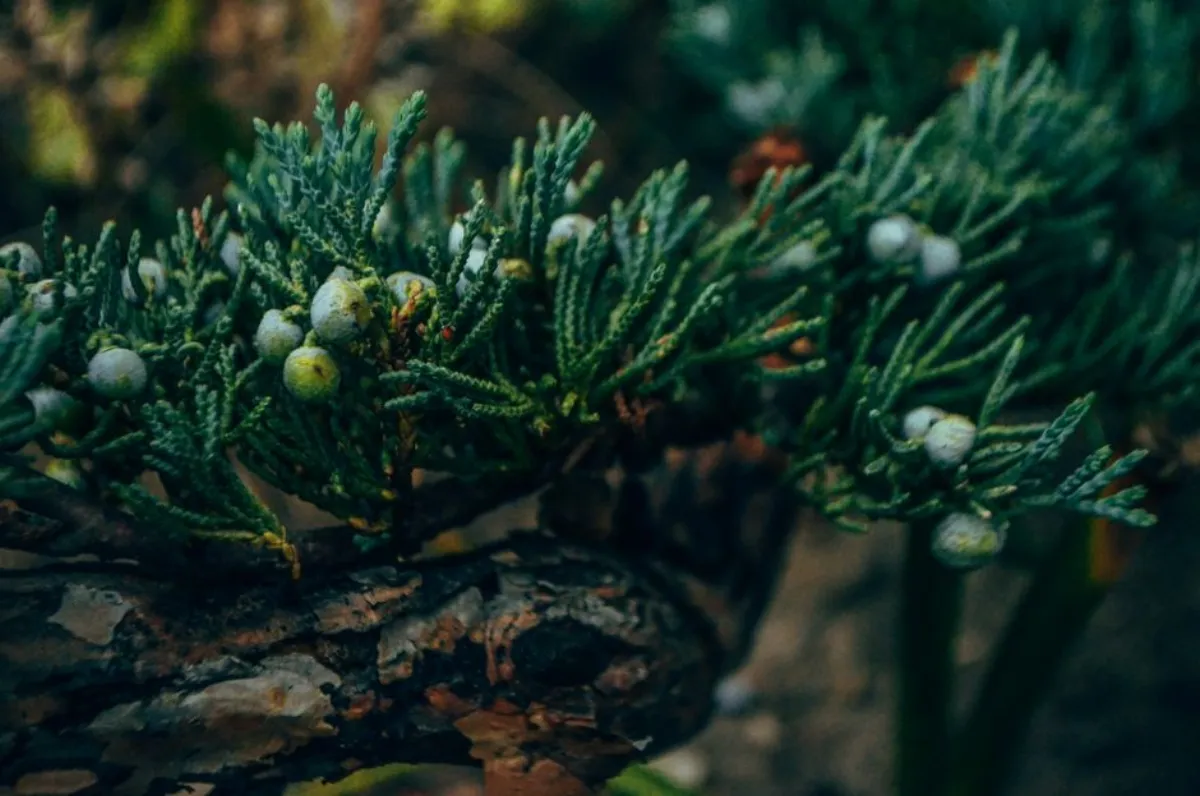 juniper branch